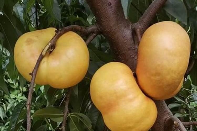 蟠桃种植的方法有什么