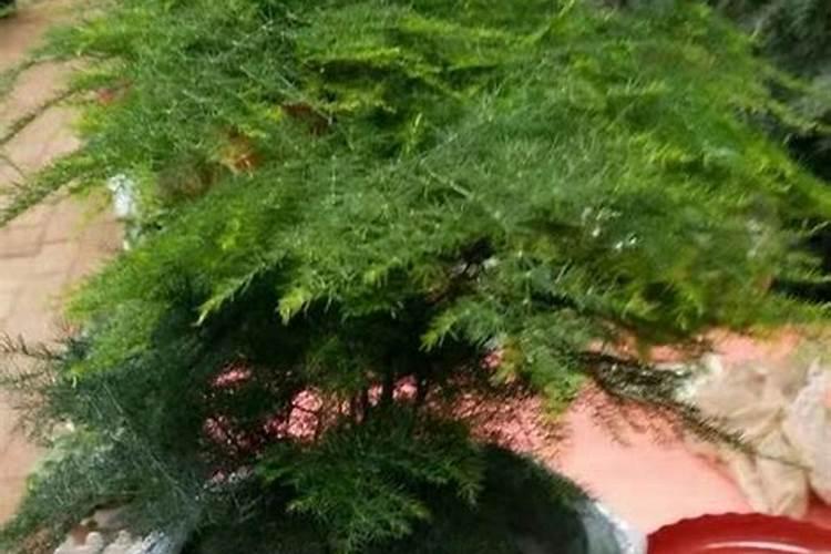 水溶肥能代替复合肥吗