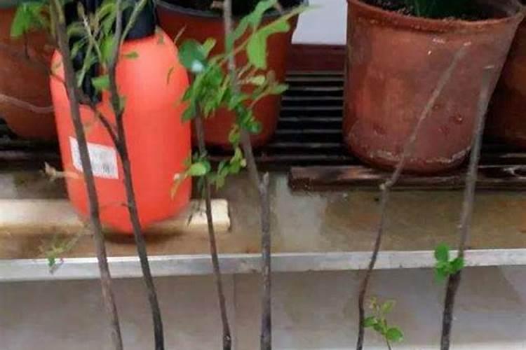 金弹子生桩怎么种成活率高 金弹子生桩是怎么种成活率高