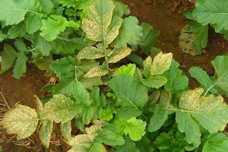 萝卜籽种植方法