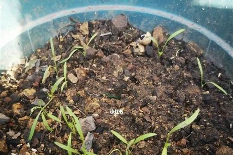 陈萝卜籽怎么种植