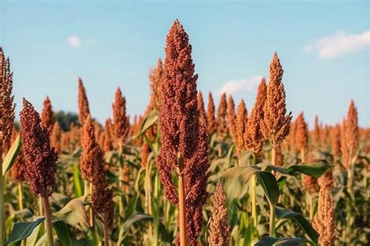 水溶肥能代替复合肥吗