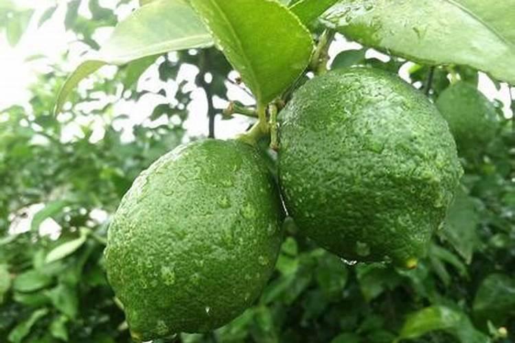 二铵和三铵的区别