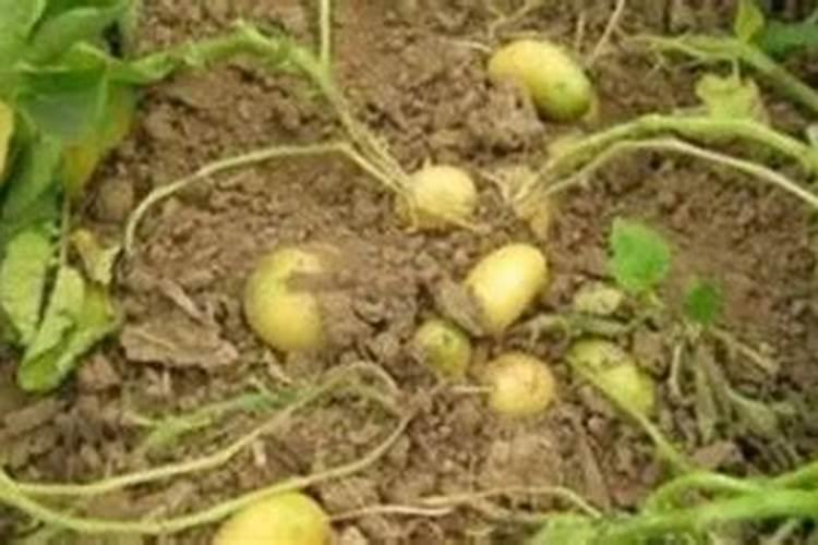 芸苔素内酷非菜能用吗