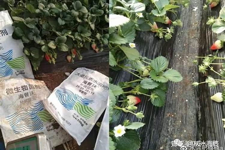 芸苔素142428哪个好