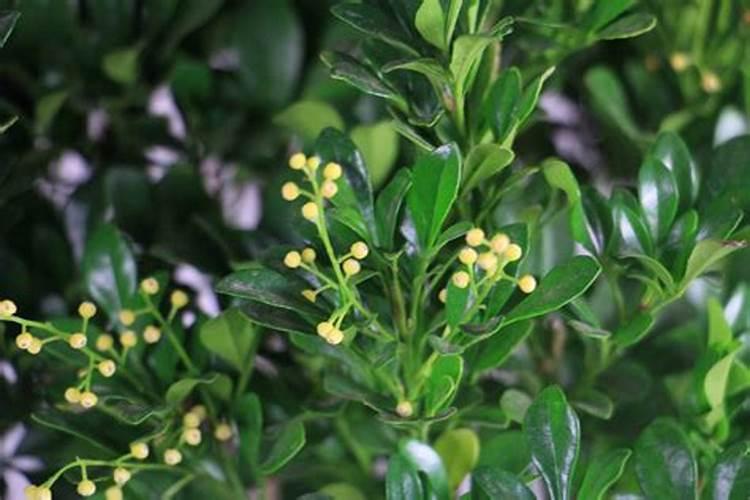 高钾水溶肥什么时候用