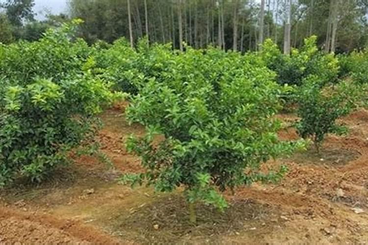 打过除草剂2个月种菜发黄怎么办？
