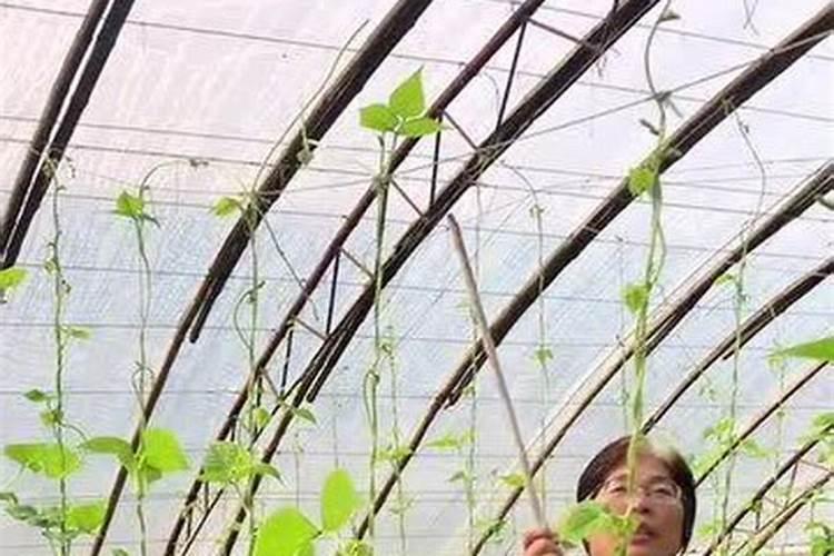 在农村种植芸豆的时候,应该如何施肥呢？