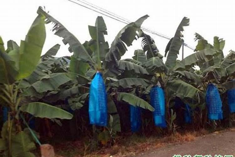 杂草沤肥的方法