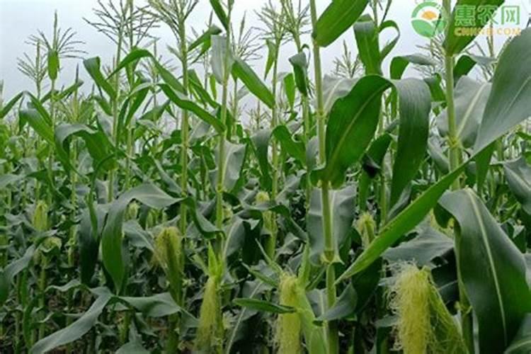 玉米天开花用什么叶面肥好？