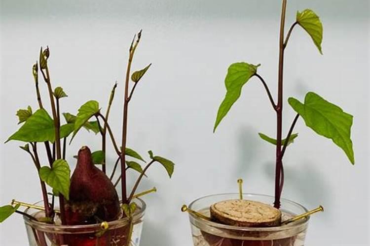 猕猴桃嫁接砧木上的枝条要剪掉吗？