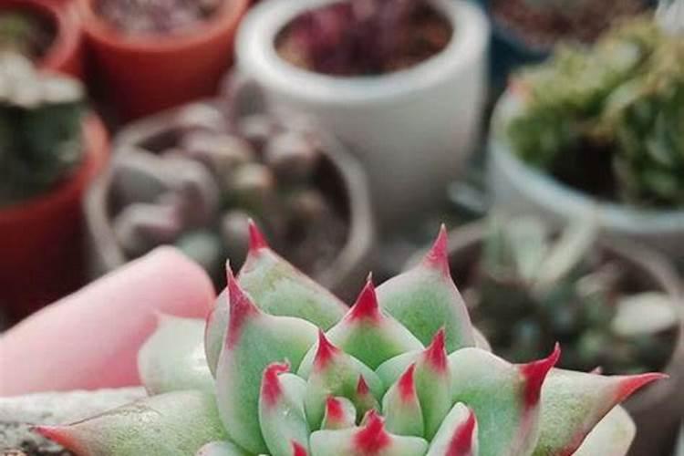 多肉浇叶面肥可以吗？