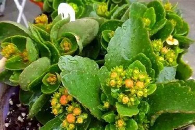 小麦扬花期可以施氮肥吗 能不能撒施尿素