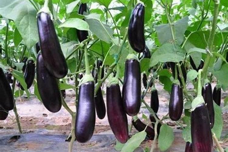 茄子施肥用什么肥料好