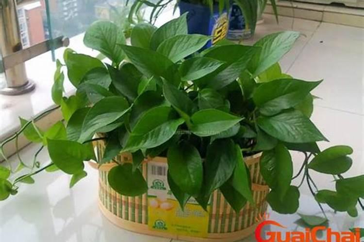 怎样用EM菌发酵鱼浆？