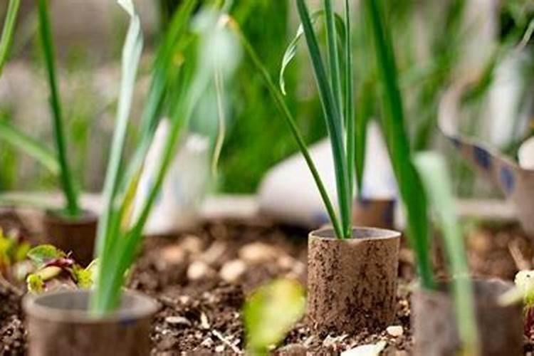 耐阴耐寒的客厅大型绿植