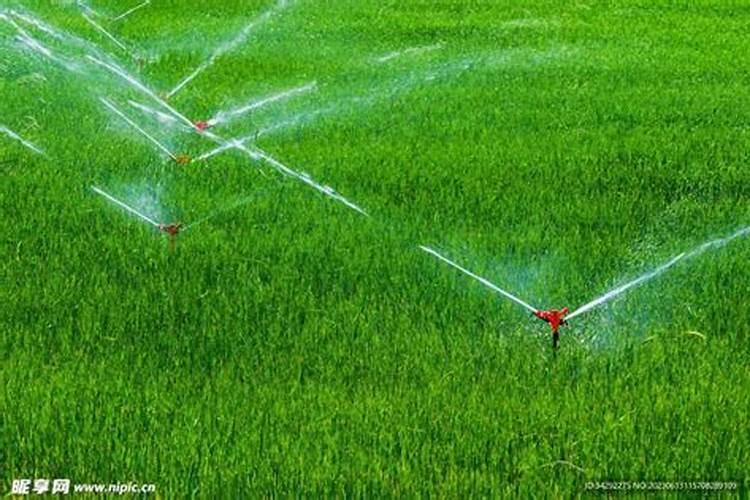 注意!玉米控释肥市场套路多、水分大？你不懂就容易上当受骗