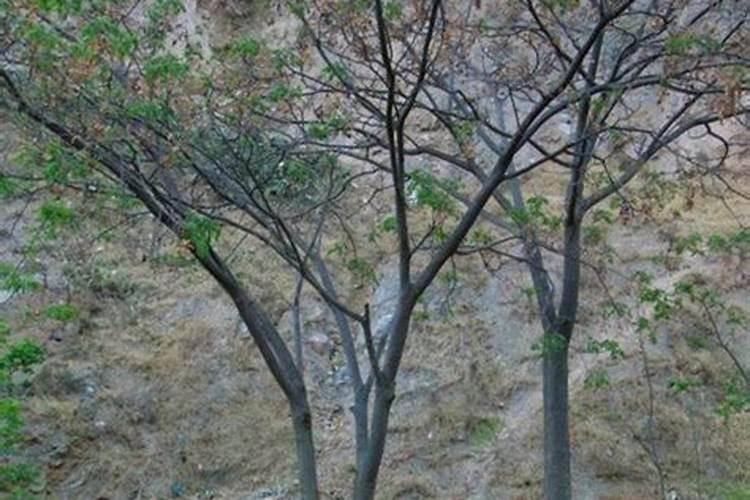 合欢树施肥管理技术简介