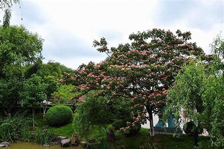 合欢树养护方案