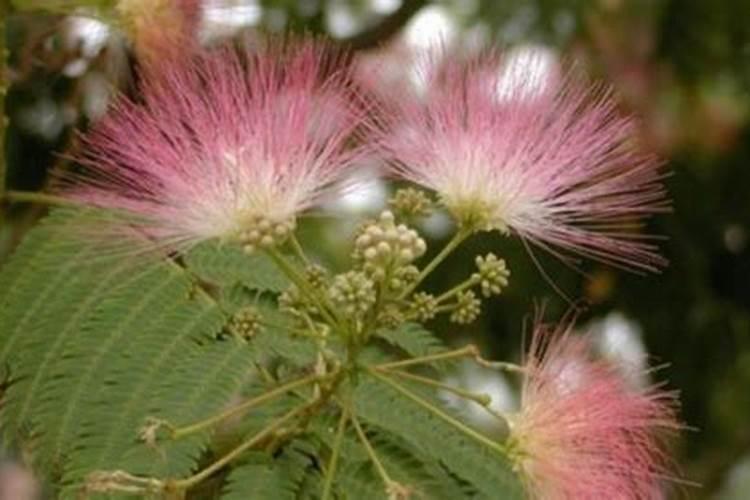 合欢树的养殖方法和注意事项