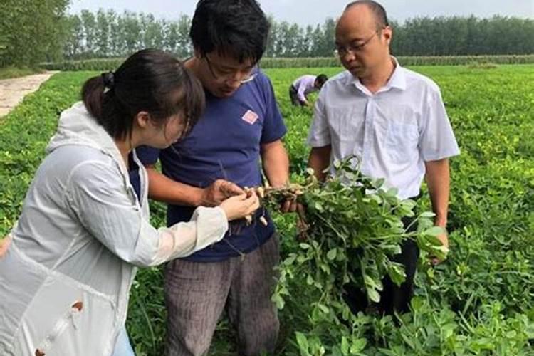 花生叶片发黄会影响花生的产量,花生黄叶的原因及防治方法是什么百度知 ...