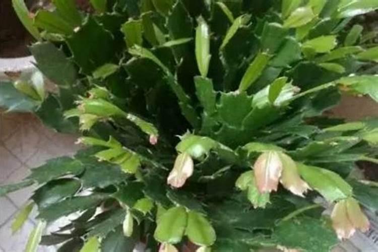 中化摩力中微量元素是酸性的吗