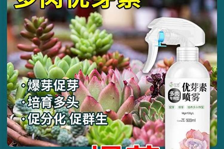 种红蒜要用叶面肥,种红蒜如何施叶面肥？