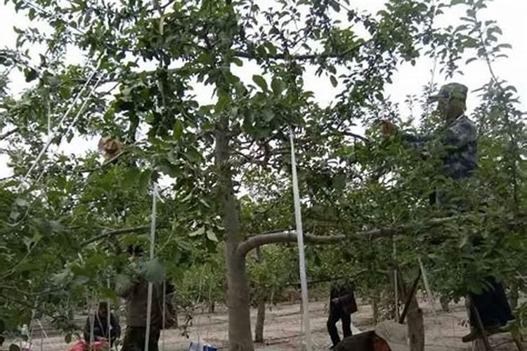 小果树施什么肥长的快