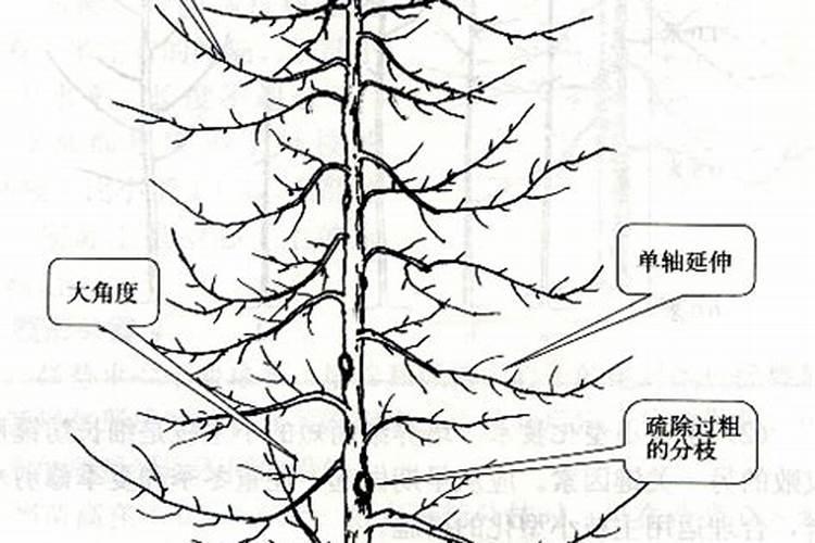 怎么才能知道果树缺什么肥料