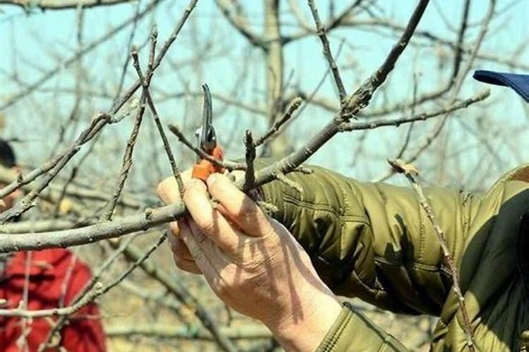 沙糖桔秋梢出要喷叶面肥吗