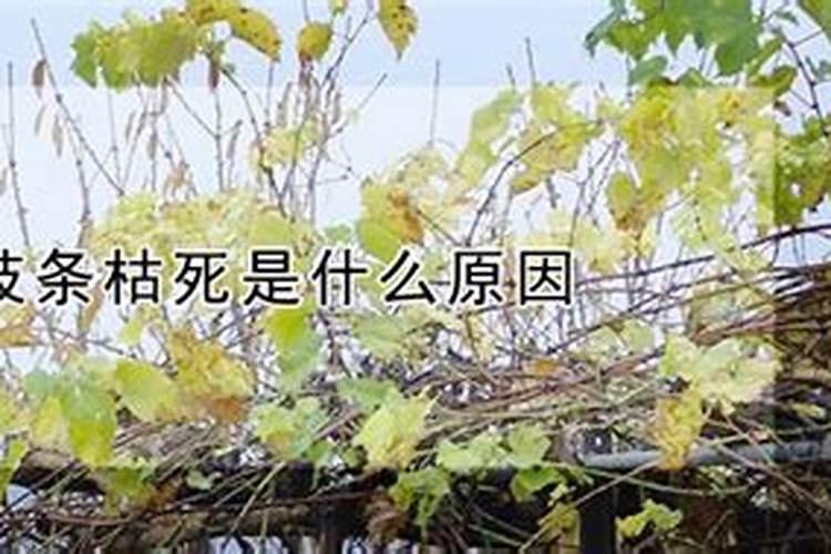 果树施什么肥好