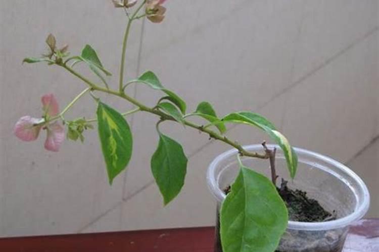 我买了一株三角梅给带了一袋生根粉,生根粉怎么用？