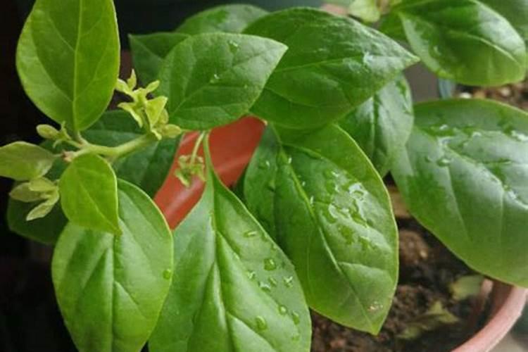 三角梅死了怎么救活