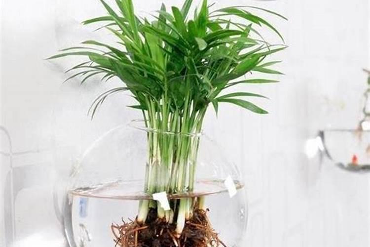 水培植物放什么长得好,可以放复合肥吗