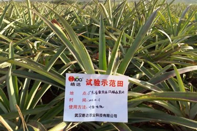 菠萝怎么施肥 菠萝施肥方法是什么