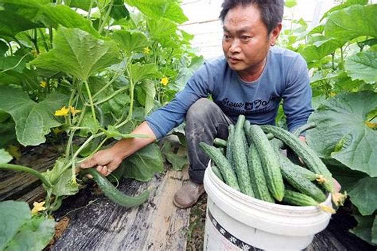 怎么给刚结果的黄瓜施肥和浇水？施什么肥比较好？