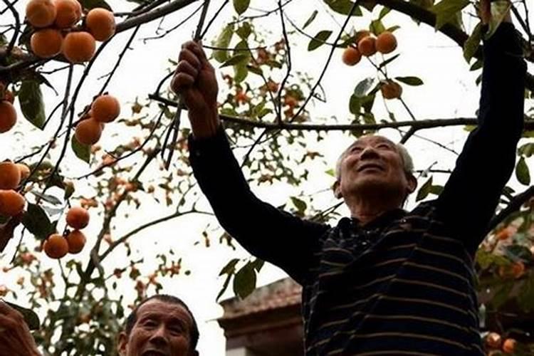 圣女果被磷肥烧还能恢复吗？