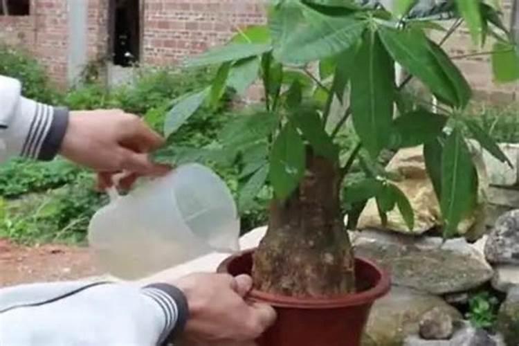 发财树的养殖方法