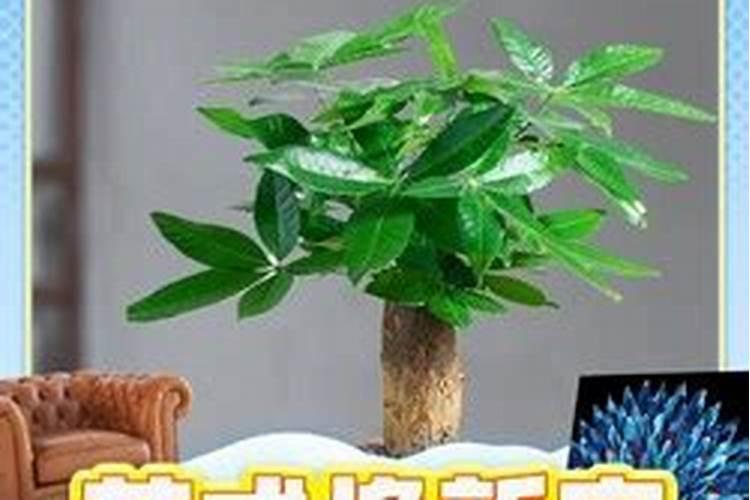 发财树叶子发黄茎长黑斑怎么办