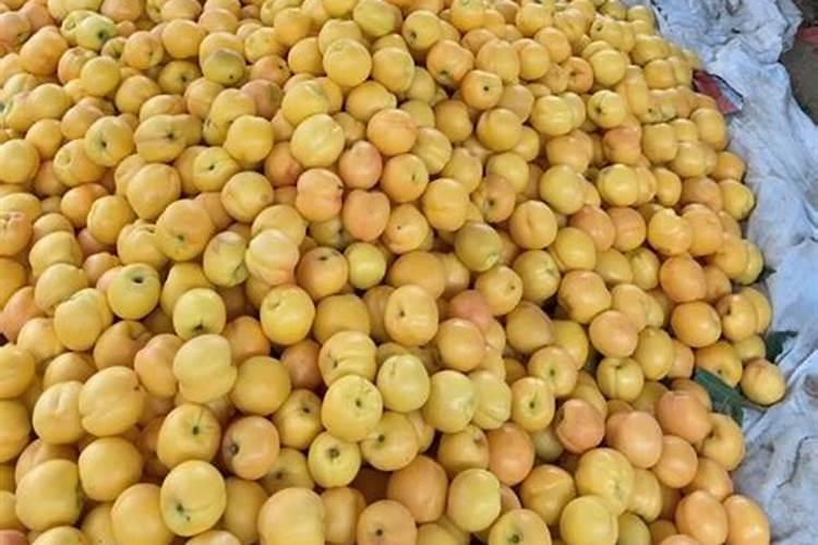 油桃的肥水管理方法有哪些？