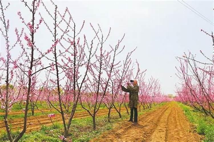 大棚油桃膨大期的管理
