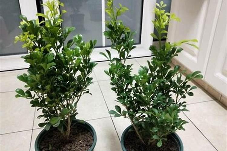 玉米种植方法步骤