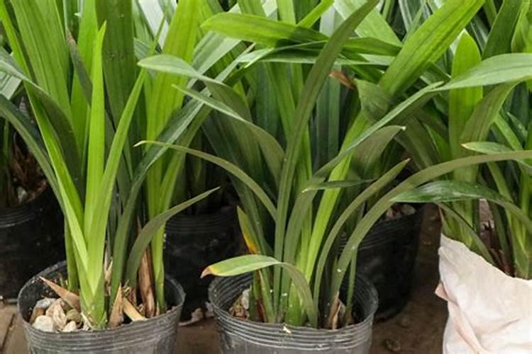 养金鱼的水可以浇花吗