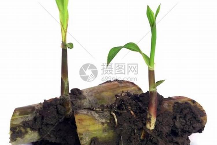 甘蔗要变甜该施什么肥