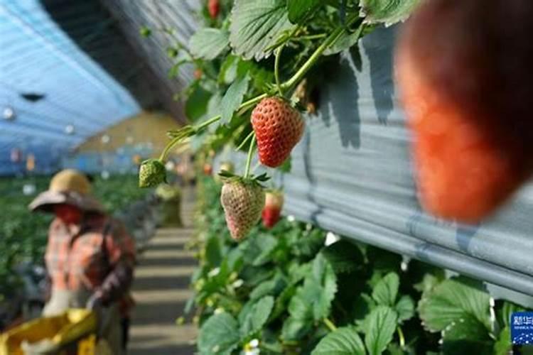 花生开花期要施什么肥花生开花期怎么施肥