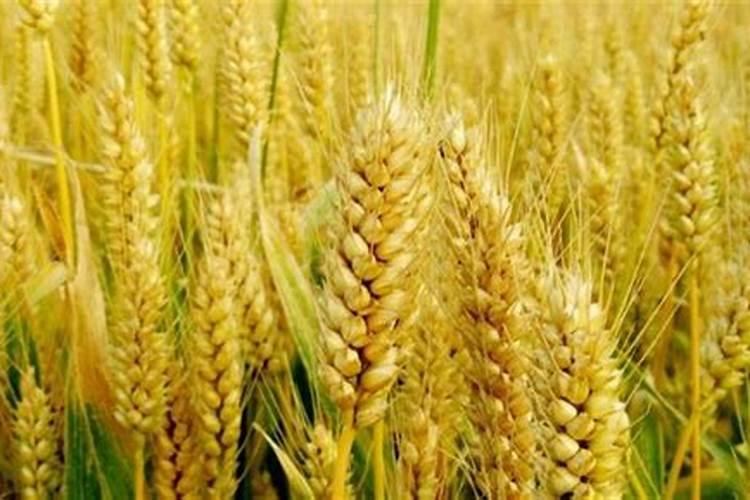 亩产1500斤的小麦底肥施多少