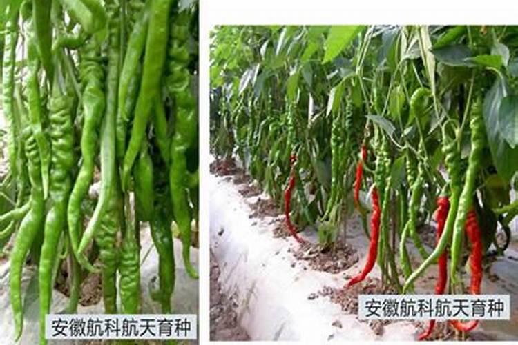 什么是太空辣椒？主要品种有哪些？