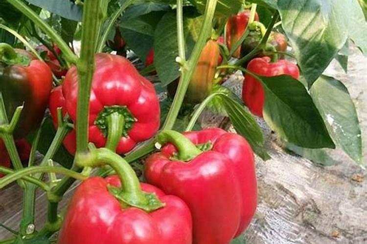 太空食品的发展是怎样的？