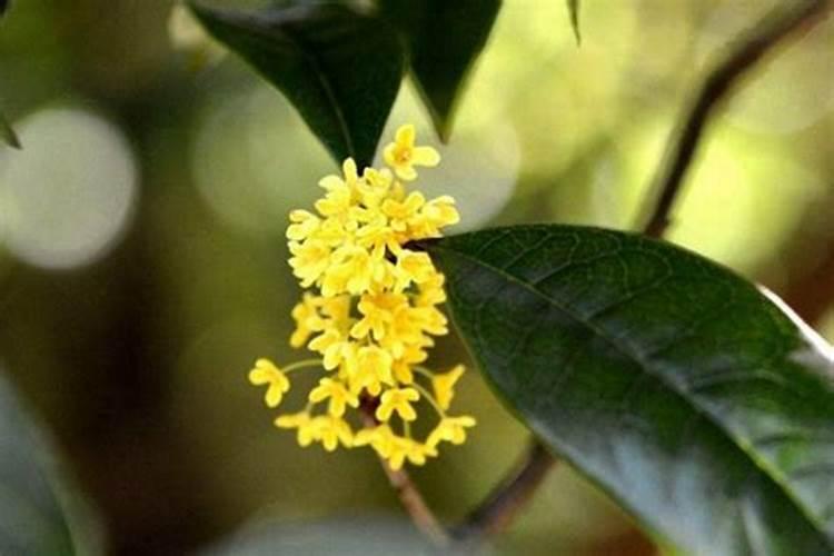 桂花施什么肥料最好