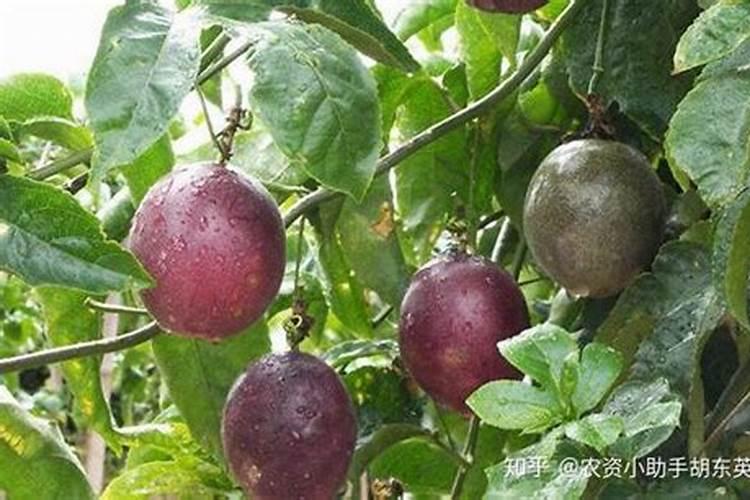 百香果叶面肥有哪些